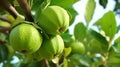 Ripe Tropical Fruit Guava on Guava Tree. Psidium Guajava. guavas hanging on the tree. generative ai