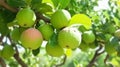 Ripe Tropical Fruit Guava on Guava Tree. Psidium Guajava. guavas hanging on the tree. generative ai