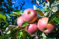 Ripe fruits of red apples on the branches of young apple trees.