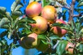 Ripe fruits of red apples on the branches of young apple trees.