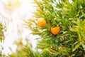 Ripe two orange hanging on tree sunlight background, sunny day spain Royalty Free Stock Photo