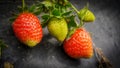 Ripe and underripe strawberries on a tree in a strawberry garden Royalty Free Stock Photo