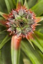 Ripe unpicked pineapple beautiful crown Royalty Free Stock Photo