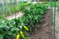 Ripe and unripe bell peppers growing on bushes in the garden. Bulgarian or sweet pepper plant. Royalty Free Stock Photo