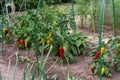 Ripe and unripe bell peppers growing on bushes in the garden. Bulgarian or sweet pepper plant Royalty Free Stock Photo