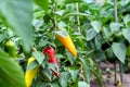 Ripe and unripe bell peppers growing on bushes in the garden. Bulgarian or sweet pepper plant Royalty Free Stock Photo