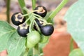 Ripe and Unripe Belladonna Berries and Seeds