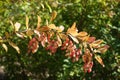 Ripe and unripe berries on branch of common barberry in September