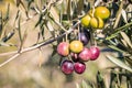 Ripe and unripe black olives on olive tree branch with blurred background and copy space Royalty Free Stock Photo