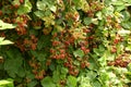 Ripe and unripe blackberries on bush before harvest