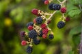 Ripe and unripe blackberries on the bush with selective focus. Berry background