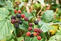 ripe and unripe blackberries on the bush with selective focus. Bunch of berries