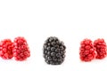 Ripe and unripe blackberry being different Royalty Free Stock Photo