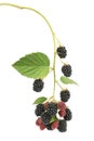 Ripe and unripe blackberry