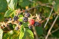 Ripe and unripe blackberrys, Rubus sectio Rubus.