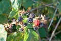 Ripe and unripe blackberrys, Rubus sectio Rubus.