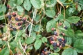 Ripe and unripe blackberrys, Rubus sectio Rubus.