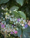 Ripe and unripe blueberries on a bush. Closeup.