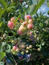 Ripe and unripe blueberries on a bush. Closeup.