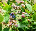 Ripe and Unripe Blueberry Bush