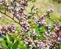 Ripe and Unripe Blueberry Bush