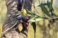 Ripe and unripe Calamata olives growing on olive tree branch with blurred background and copy space Royalty Free Stock Photo