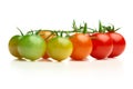 Ripe and unripe cherry tomatoes