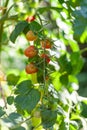 Ripe and unripe cherry tomatoes growing on a branch in an organic greenhouse garden Royalty Free Stock Photo