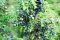 Ripe and unripe cone berries of Juniperus communis(common juniper) Royalty Free Stock Photo