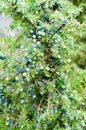 Ripe and unripe cone berries of Juniperus communis(common juniper) Royalty Free Stock Photo