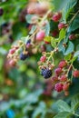 Ripe and unripe ecological blackberries growing on the bush Royalty Free Stock Photo