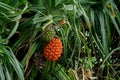 Ripe and unripe fruit of pine or Pandanus odorifer on the tree. Royalty Free Stock Photo