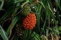 Ripe and unripe fruit of pine or Pandanus odorifer on the tree. Royalty Free Stock Photo