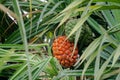 Ripe and unripe fruit of pine or Pandanus odorifer on the tree. Royalty Free Stock Photo