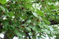 Ripe and unripe fruits in the leafage of mulberry in mid July