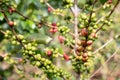 Ripe, unripe, green and red coffee berries on large coffee tree.