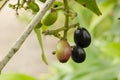 Ripe And Unripe Jamun Fruits