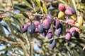 Ripe and unripe Kalamata olives hanging on olive tree branch with blurred background Royalty Free Stock Photo
