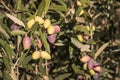 Ripe and unripe Kalamata olives on olive tree Royalty Free Stock Photo