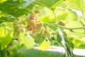 Ripe and unripe mulberry