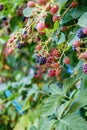 Ripe and unripe organic blackberries growing on the bush Royalty Free Stock Photo