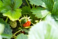 Ripe and unripe organic strawberries growing on farm.