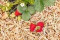 Ripe and unripe organic strawberries growing on straw in garden