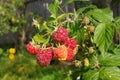 Ripe and unripe raspberries with green leaves