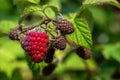 Ripe and Unripe Raspberry Fruits