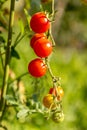 Ripe and unripe red tomatoes are on the green foliage background, hanging on the vine of a tomato tree in the garden Royalty Free Stock Photo