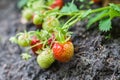 Ripe and unripe strawberries growing on the ground