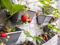 Ripe and unripe strawberries hanging from rows of strawberry plants in a vertical garden on a sunny wall in a small patio