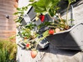 Ripe and unripe strawberries hanging from rows of strawberry plants Royalty Free Stock Photo