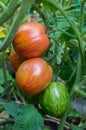 Ripe and unripe tomatoes on a bush.